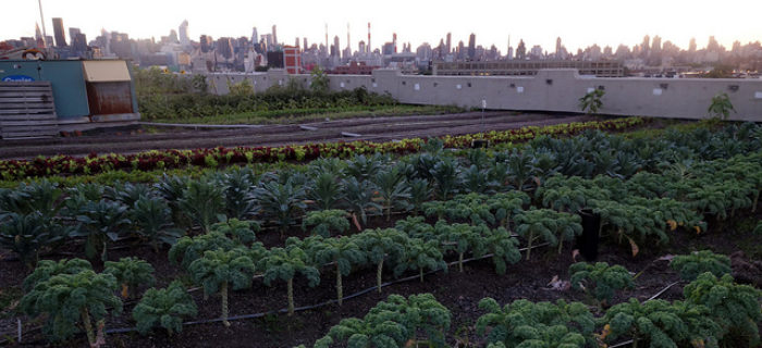 ¿Puede la agricultura urbana alimentar a las ciudades? de Miguel A Altieri