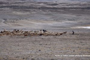 Herder in Tsokar, Ladakh (Photo by Shrishtee Bajpai)